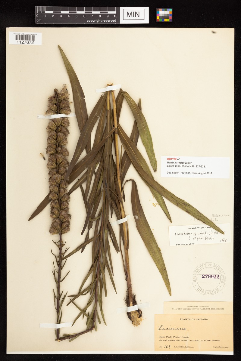 Blazing Star photo 3