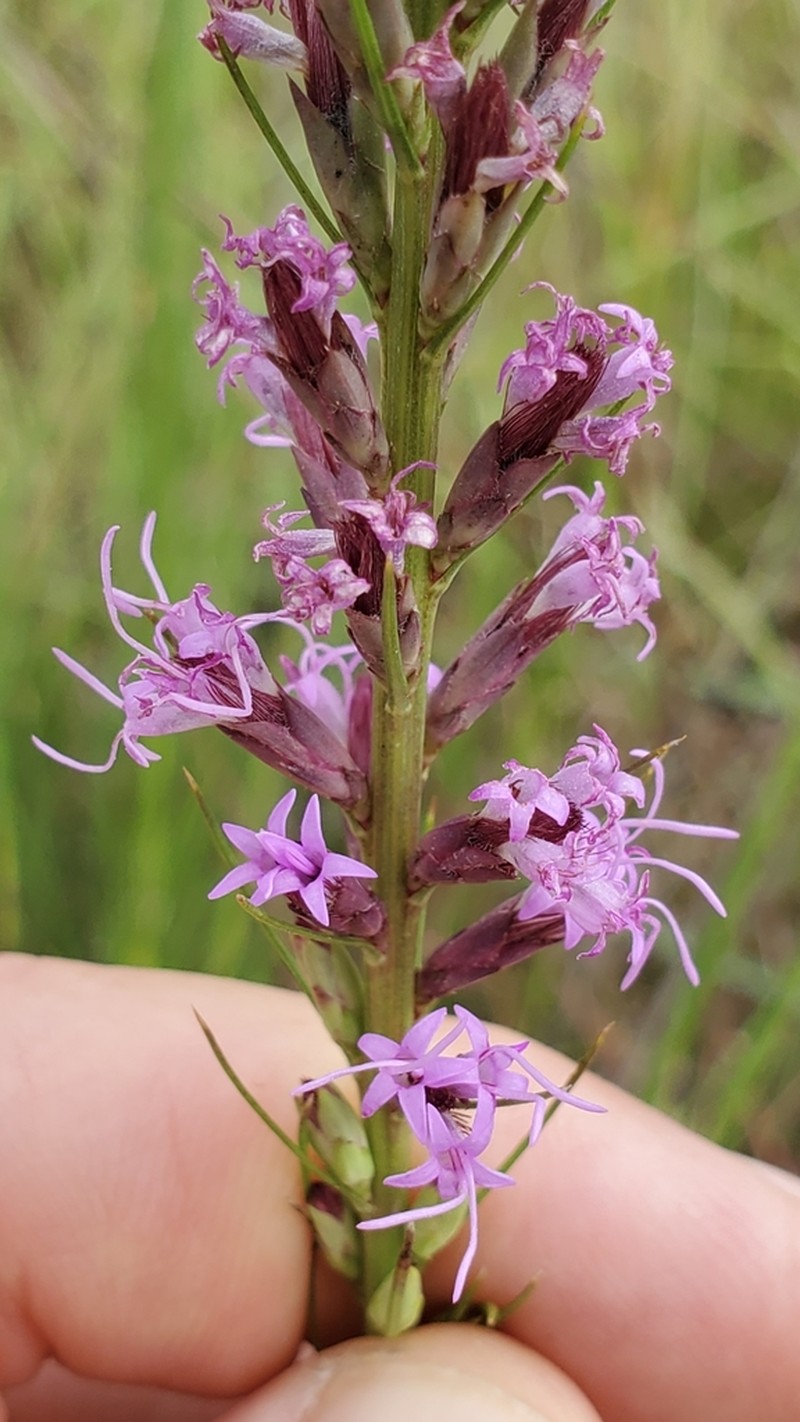Sharp Blazing Star
