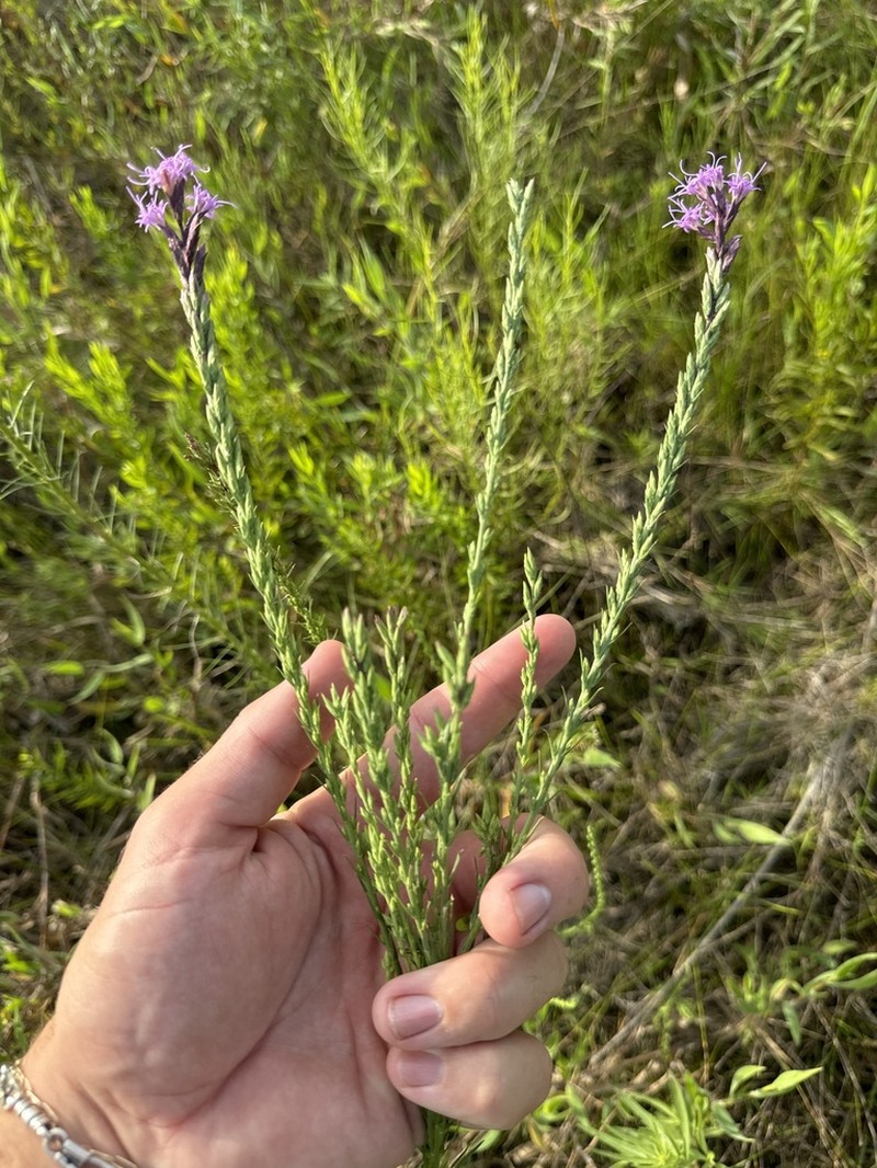 Sharp Blazing Star photo 2