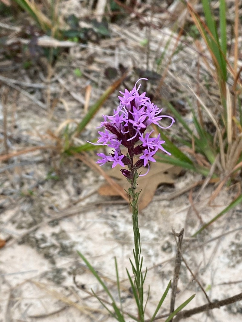 Sharp Blazing Star photo 3