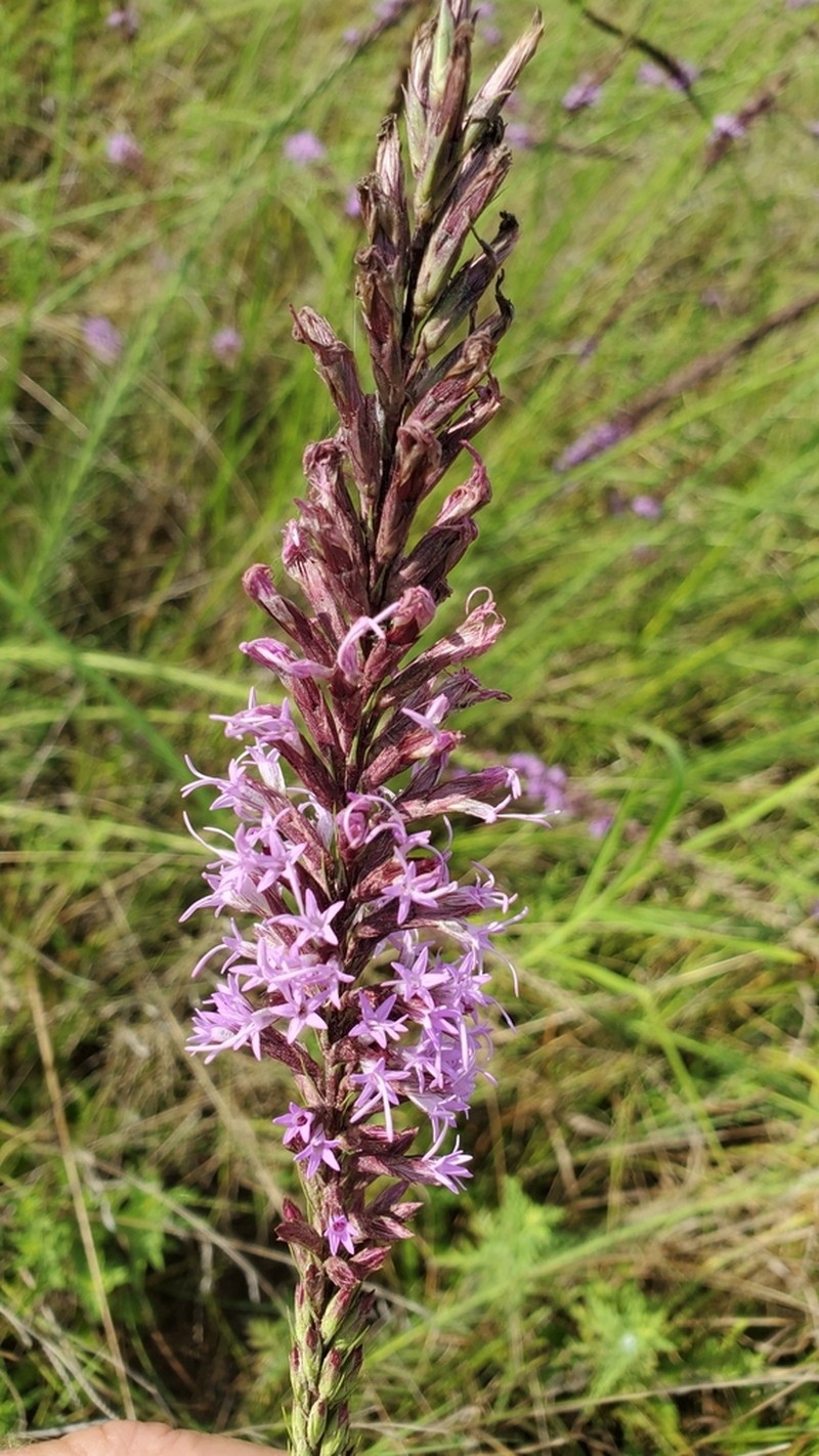 Sharp Blazing Star photo 4