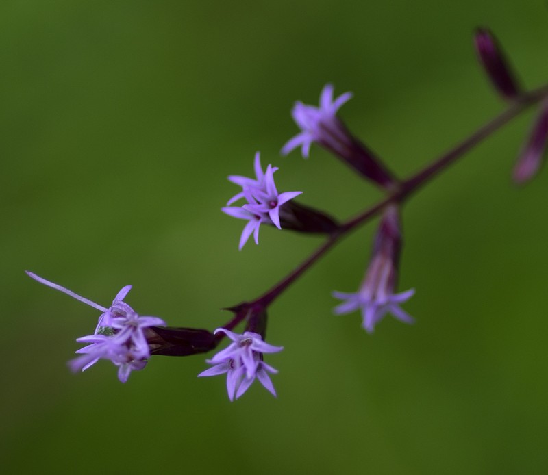 Sharp Blazing Star photo 5