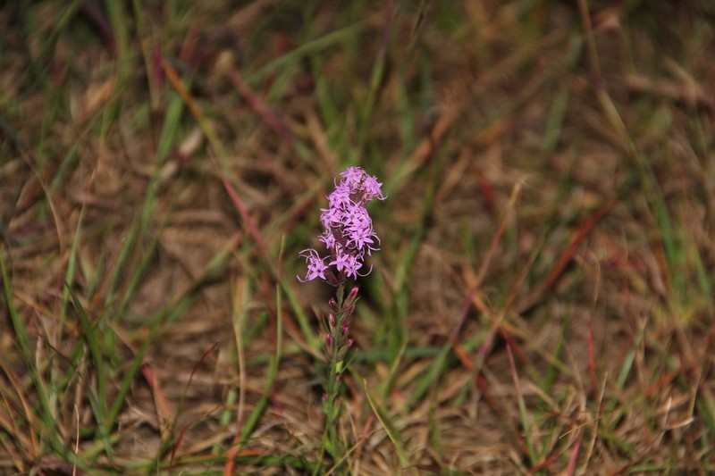 Sharp Blazing Star photo 6