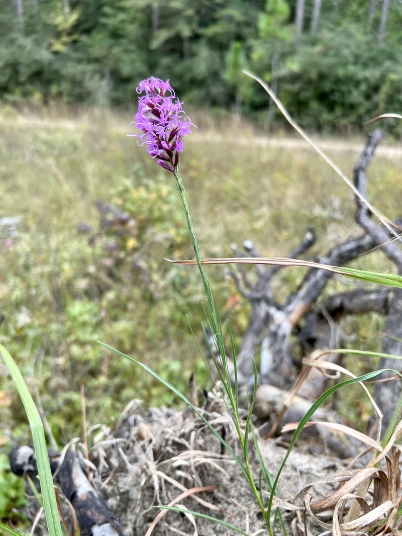 Sharp Blazing Star photo 7