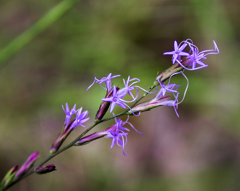 Sharp Blazing Star photo 8