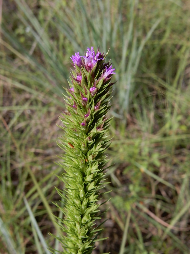 Blazing Star