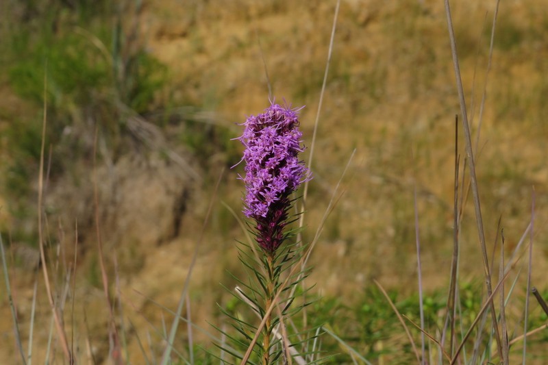 Blazing Star photo 2