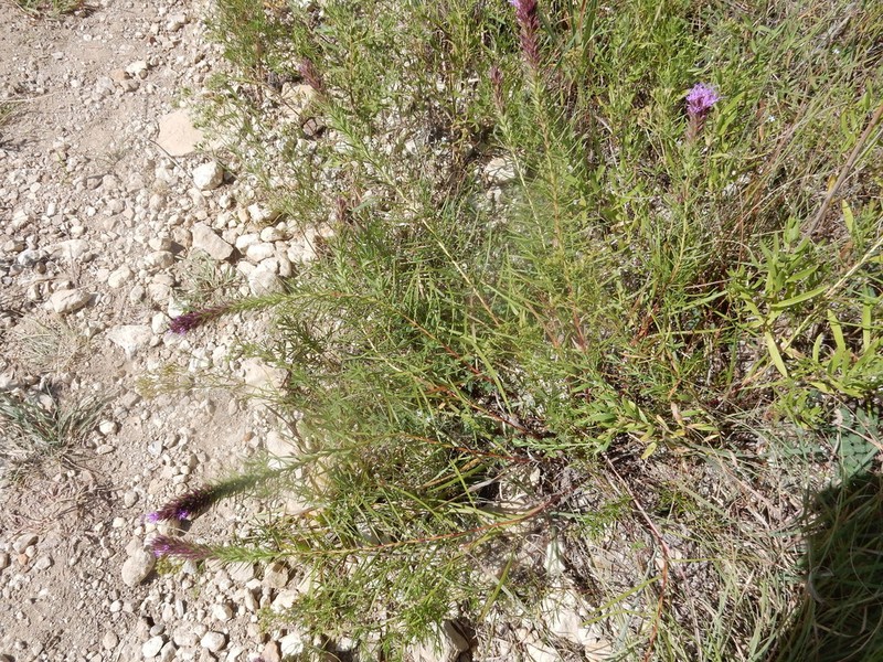 Blazing Star photo 4