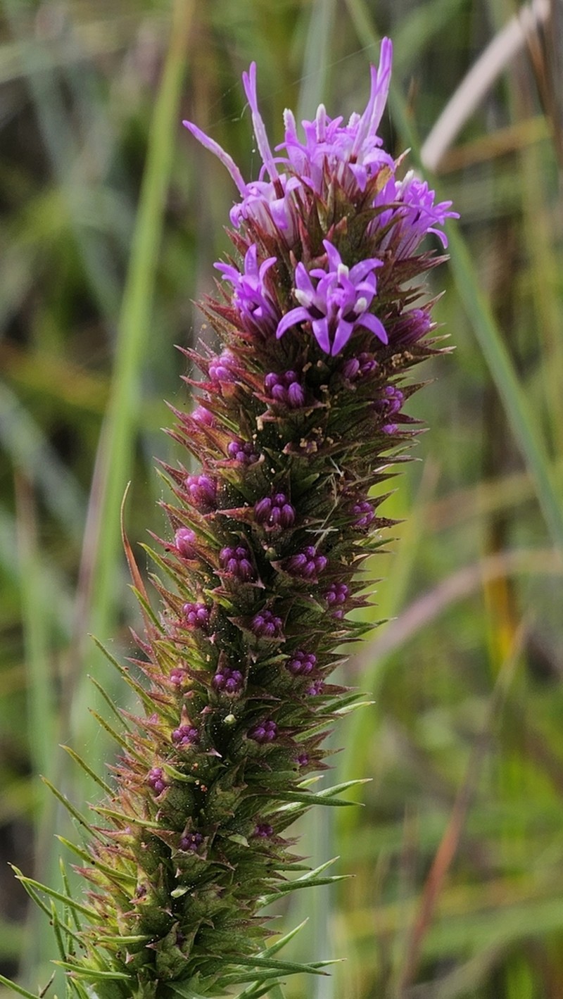 Blazing Star photo 5