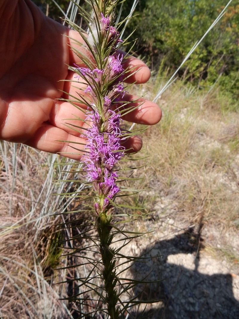 Blazing Star photo 6