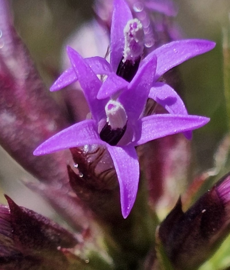 Blazing Star photo 7
