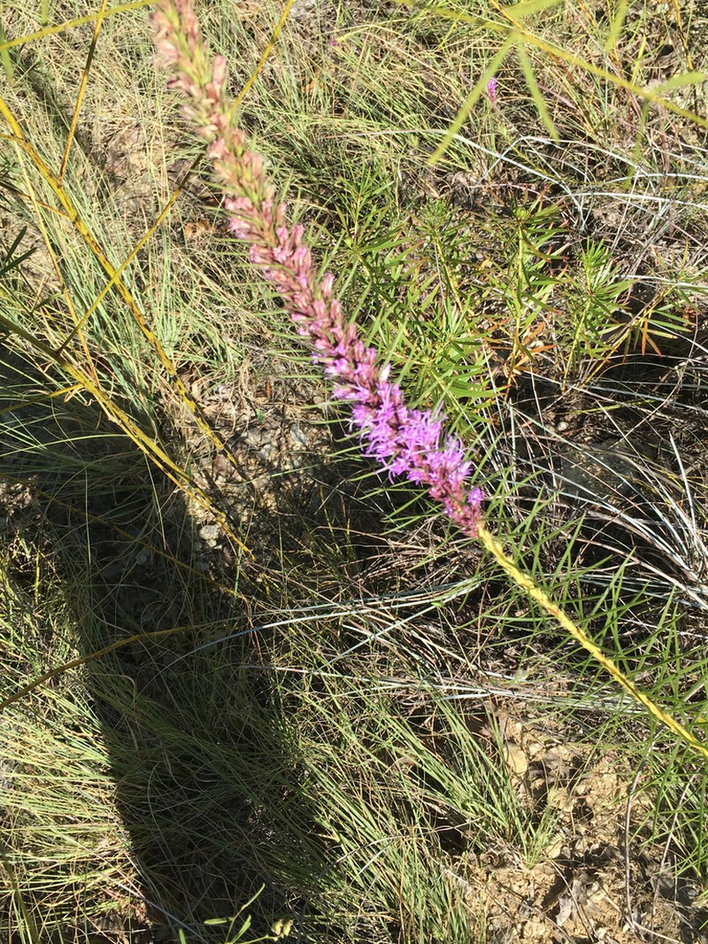 Blazing Star photo 8