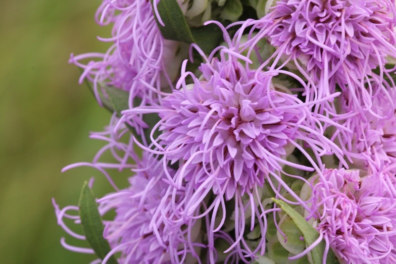 Tall Blazing Star