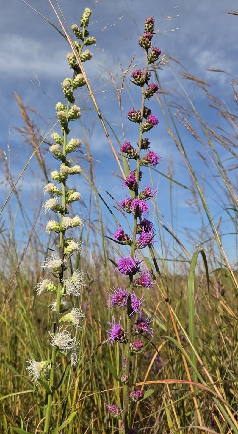 Tall Blazing Star photo 2