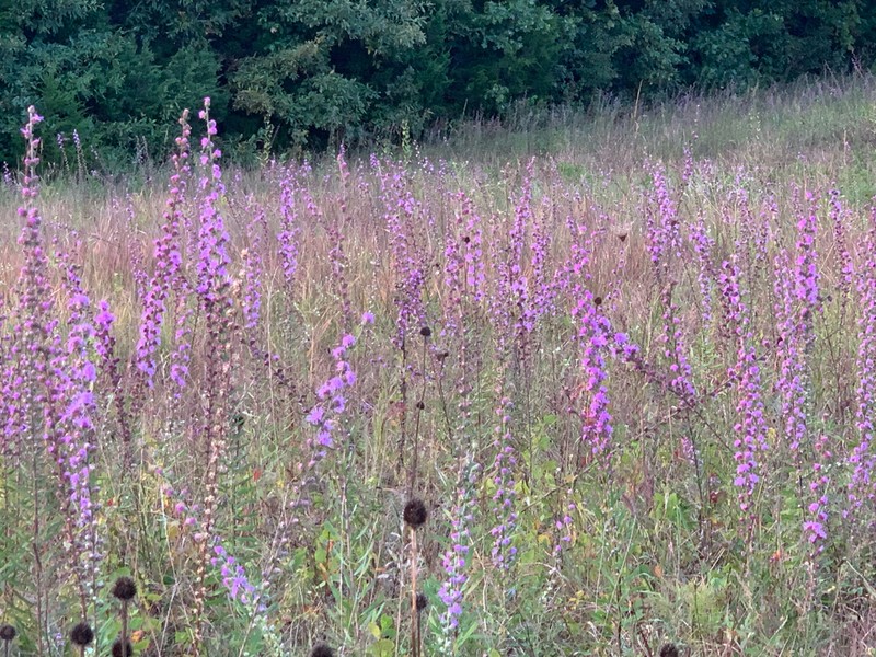 Tall Blazing Star photo 3