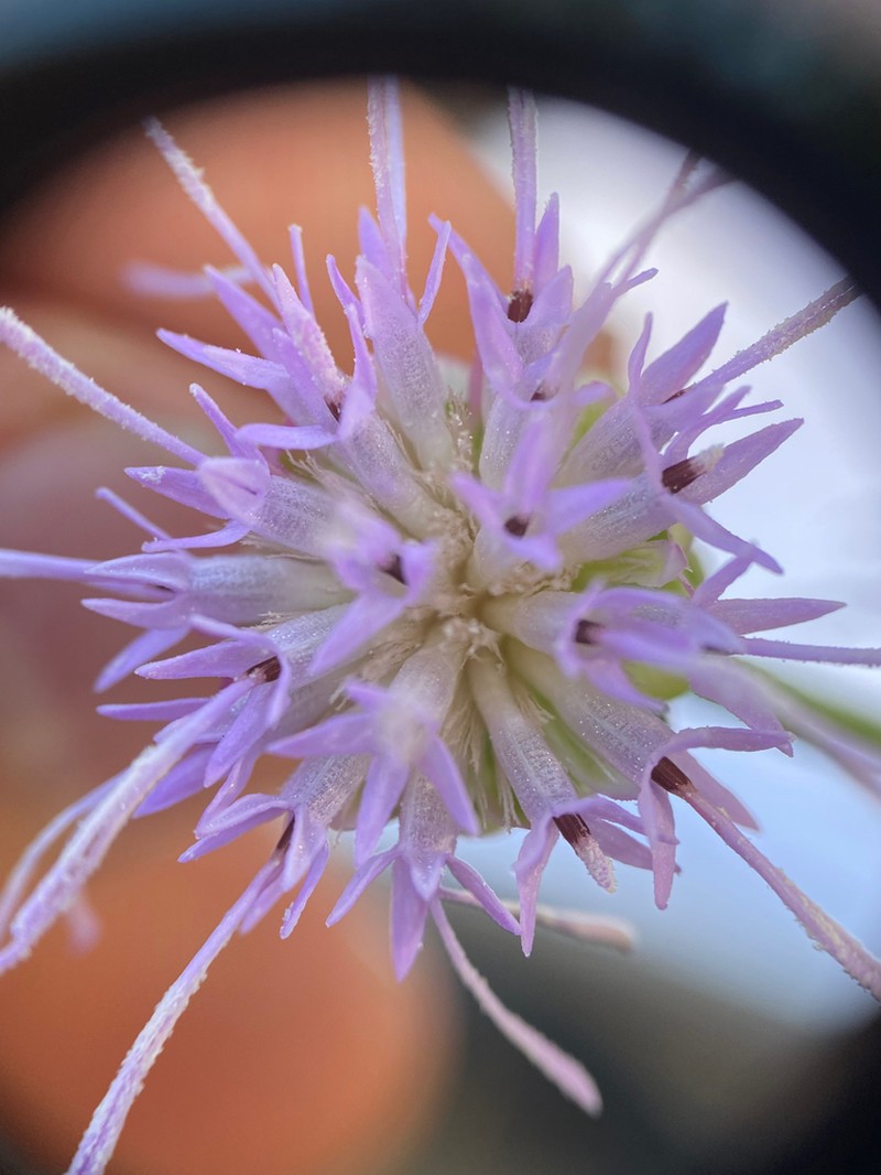 Tall Blazing Star photo 4