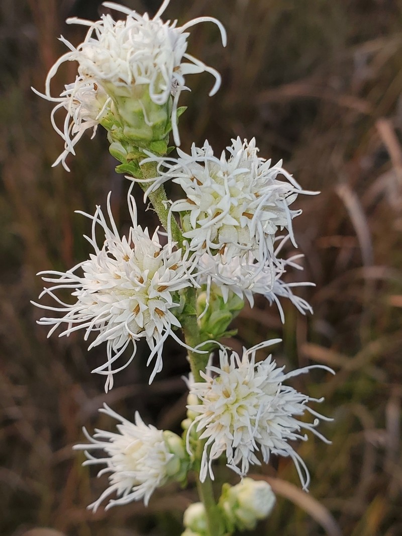 Tall Blazing Star photo 5