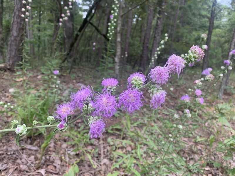 Tall Blazing Star photo 6
