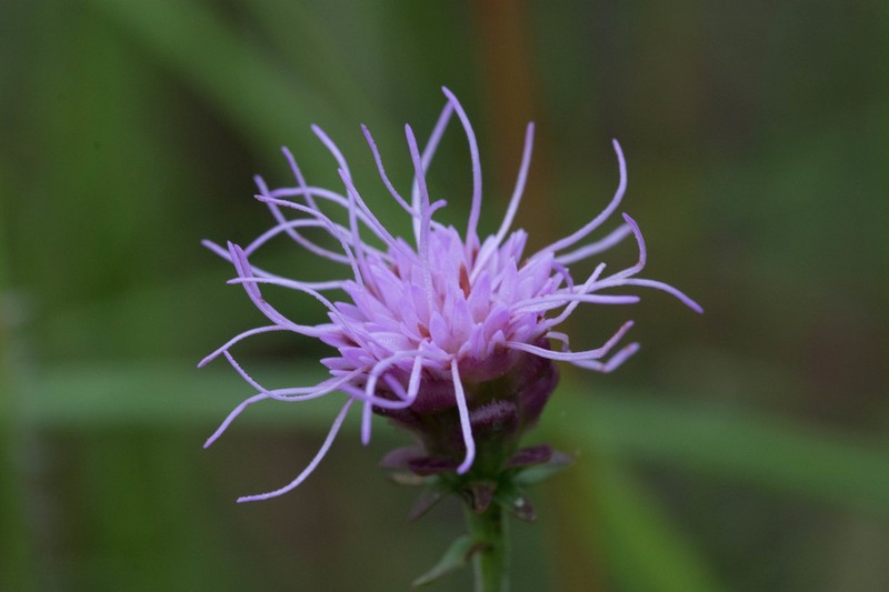 Tall Blazing Star photo 8