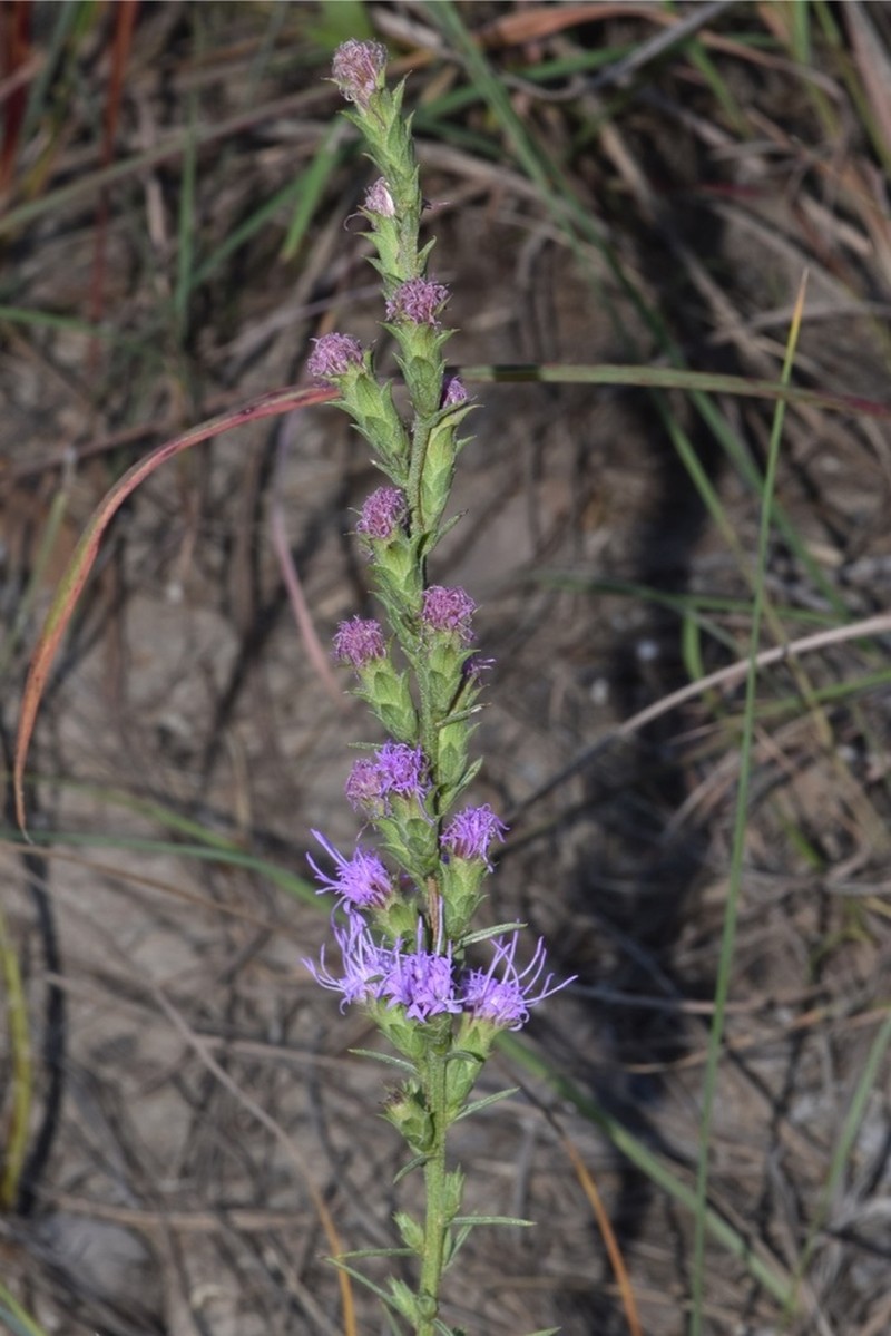 Bracted Blazing Star photo 2