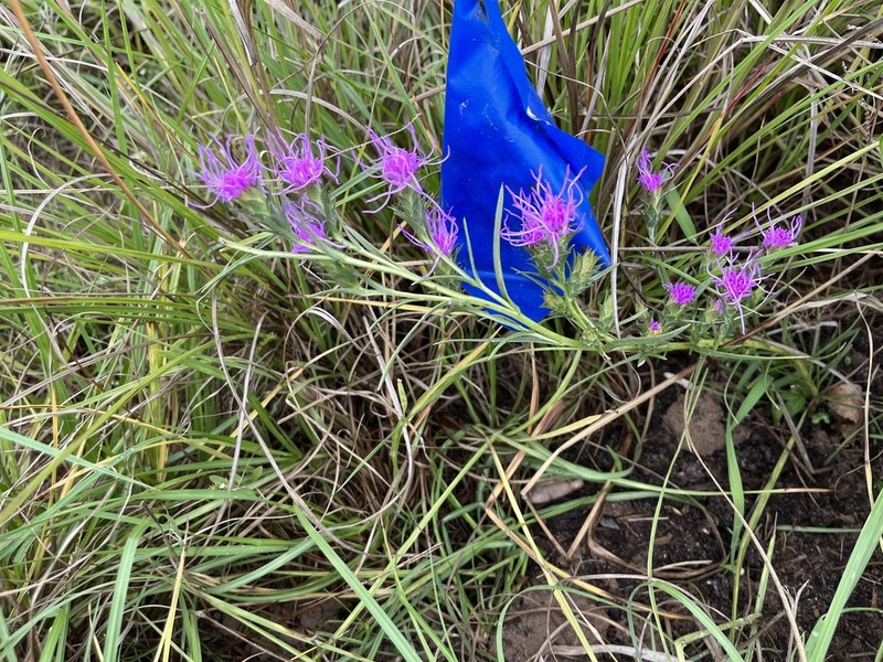 Bracted Blazing Star photo 3