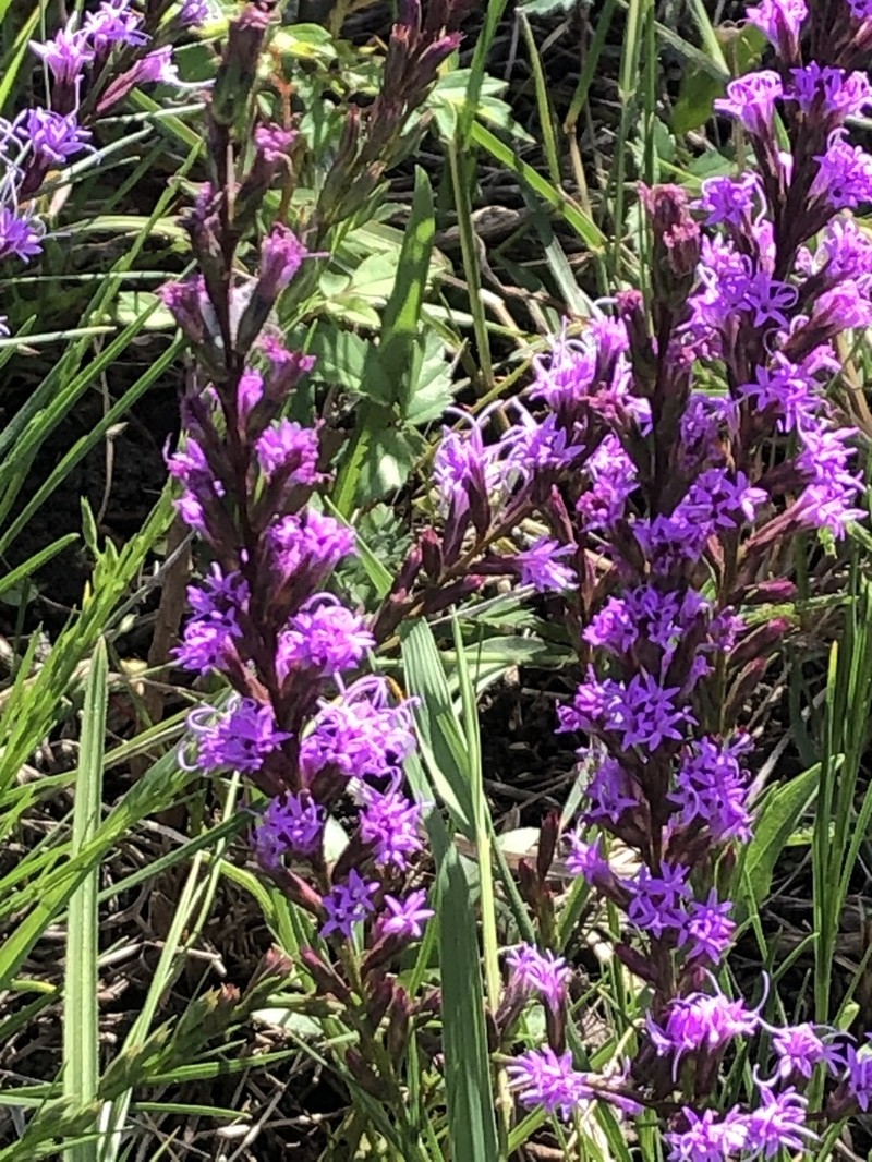 Bracted Blazing Star photo 4