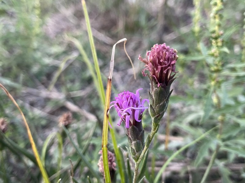 Bracted Blazing Star photo 5
