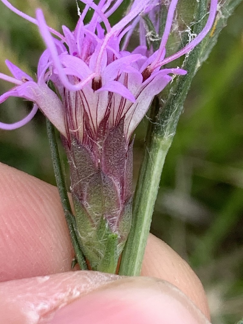 Bracted Blazing Star photo 6