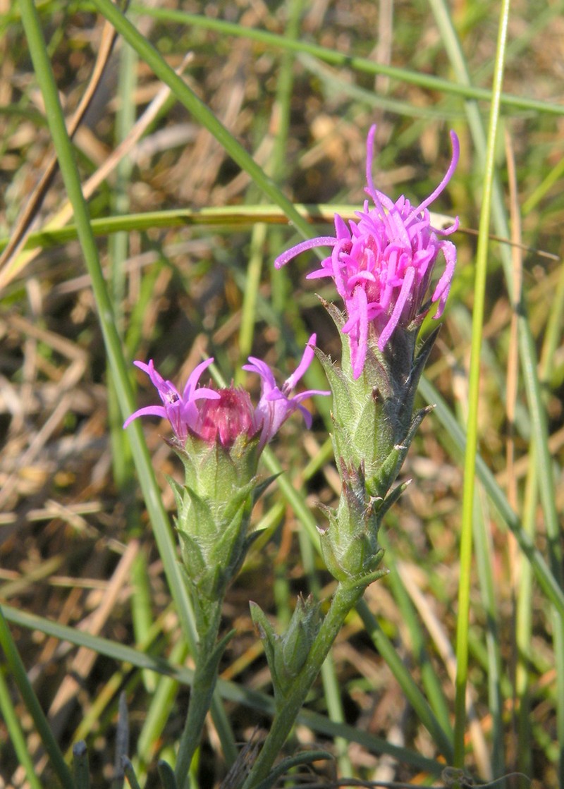 Bracted Blazing Star photo 7