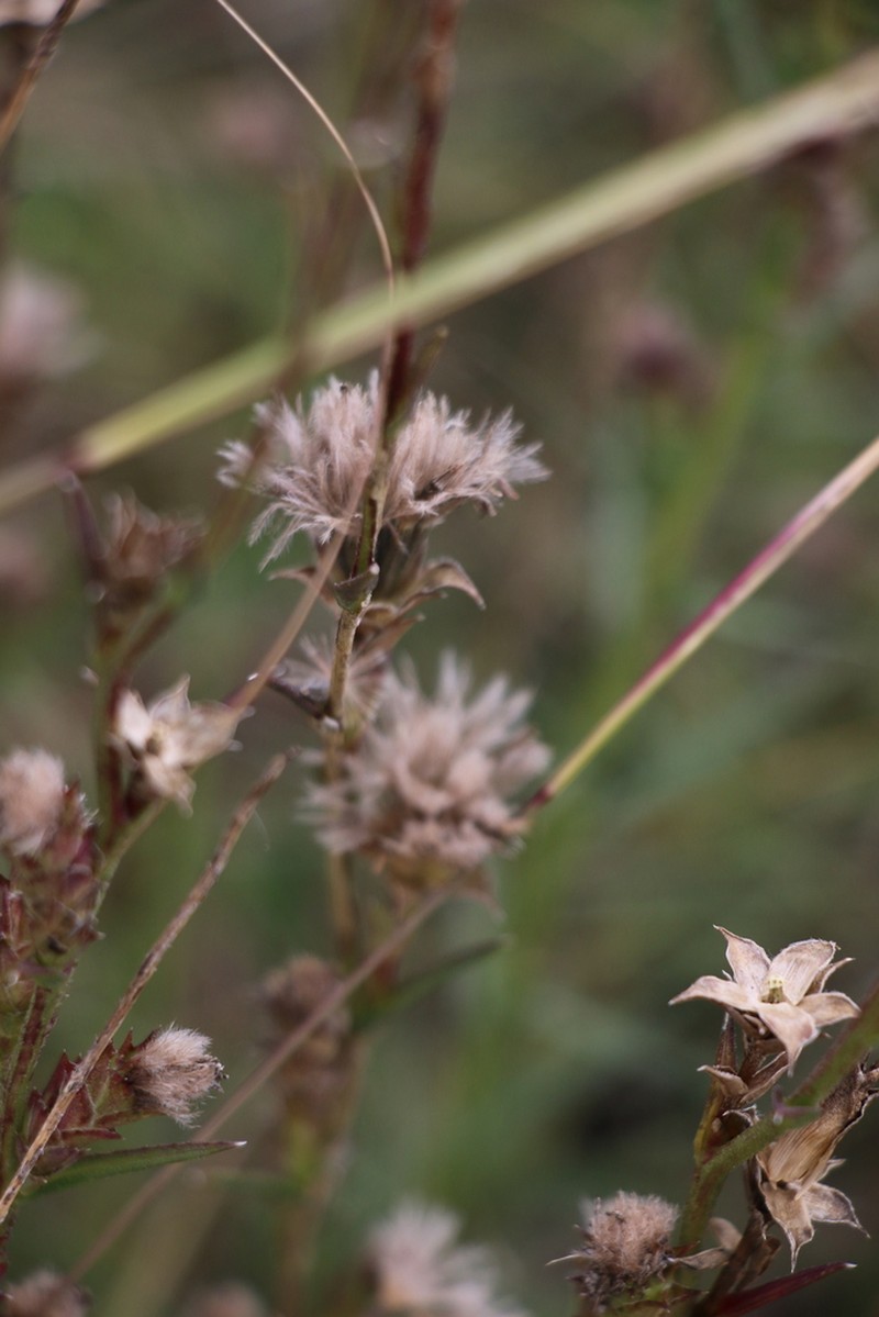 Bracted Blazing Star photo 8