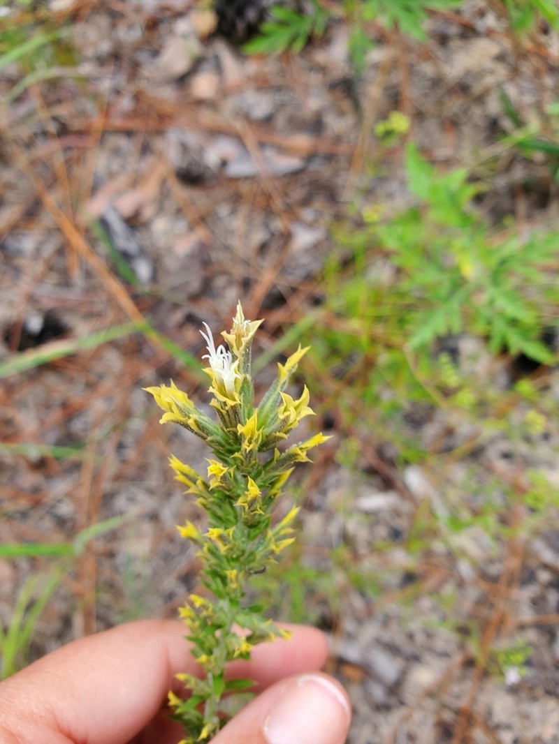 Liatris bridgesii