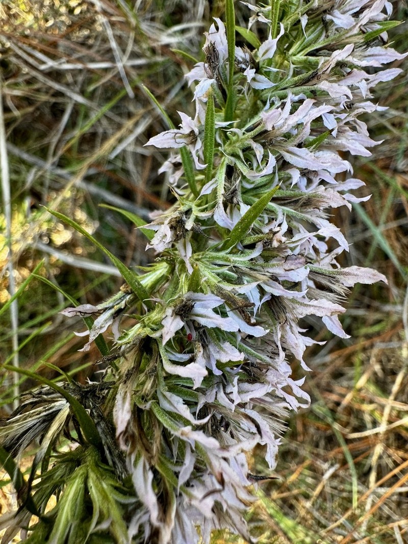 Liatris bridgesii photo 2
