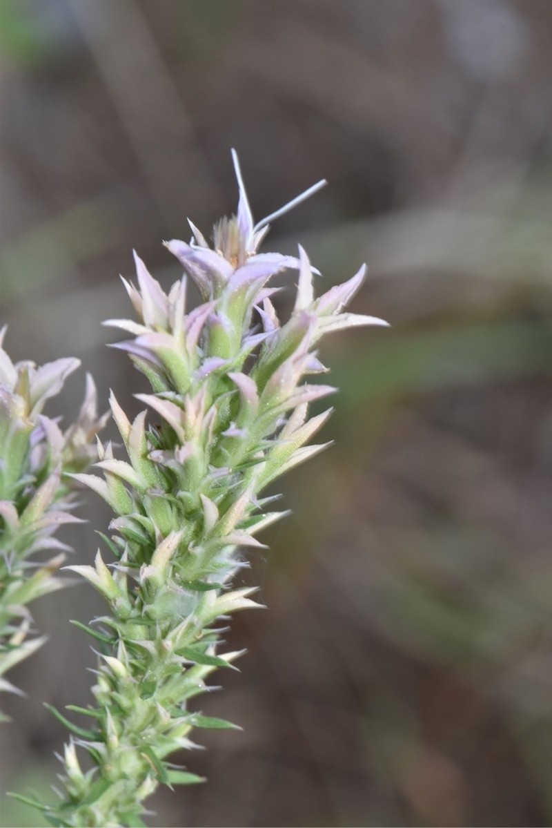 Liatris bridgesii photo 3