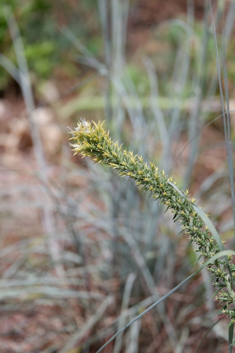 Liatris bridgesii photo 4