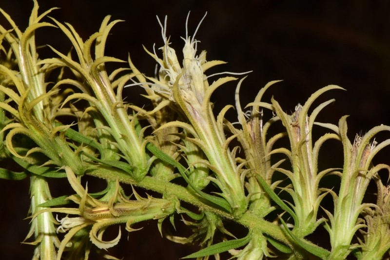 Liatris bridgesii photo 5