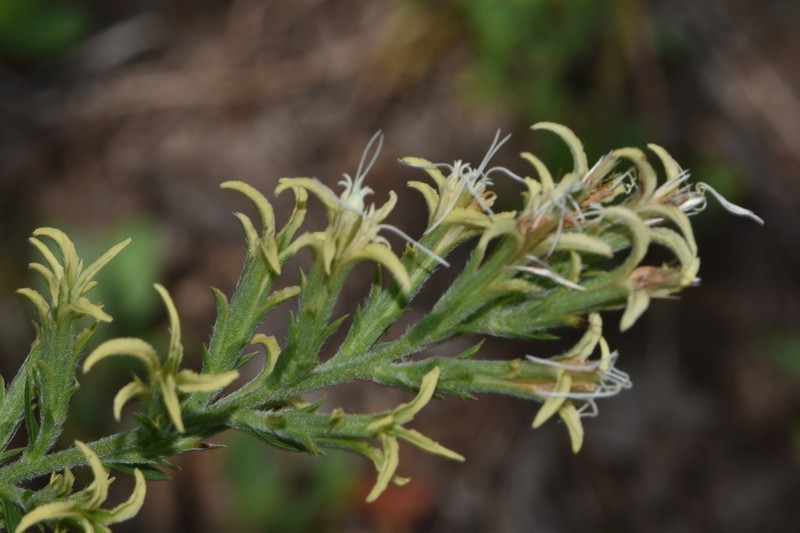 Liatris bridgesii photo 6