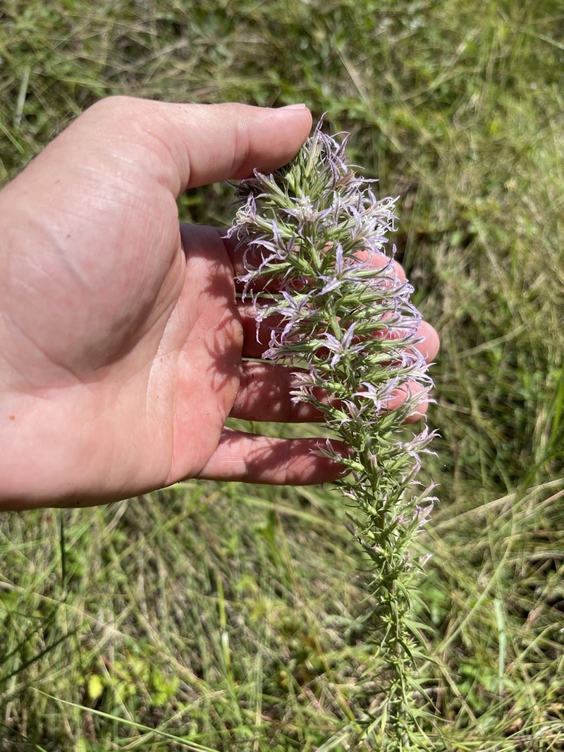 Liatris bridgesii photo 7