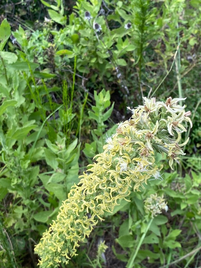 Liatris bridgesii photo 8