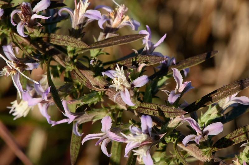 Liatris carrizana