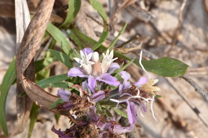 Liatris carrizana photo 2