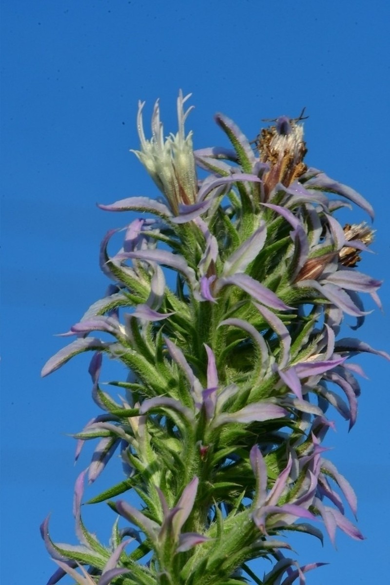 Liatris carrizana photo 3