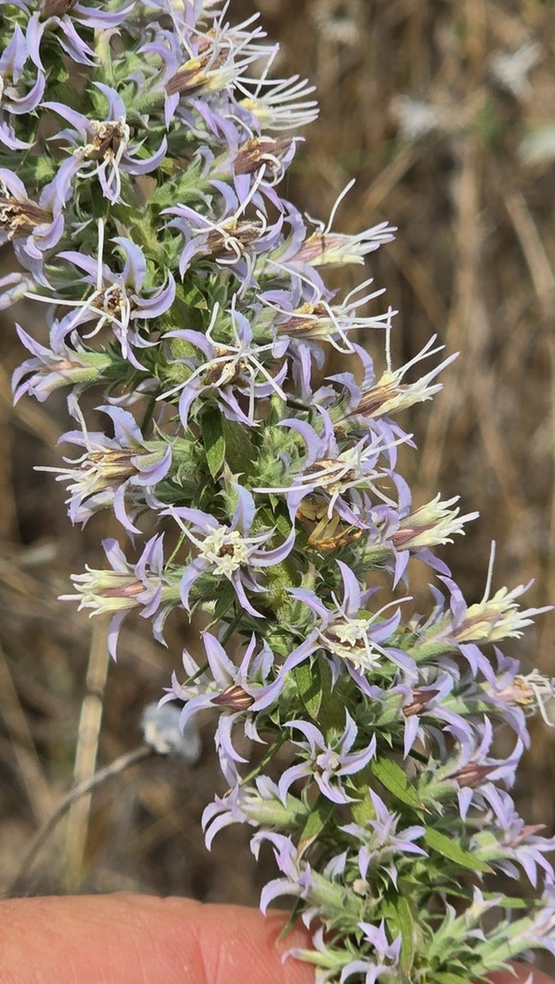 Liatris carrizana photo 4