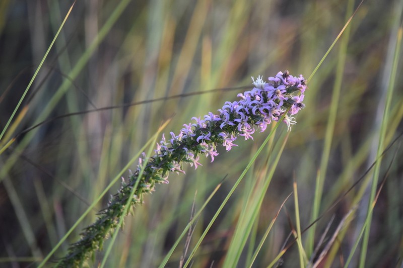 Liatris carrizana photo 5