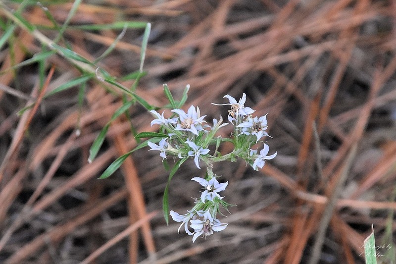 Liatris carrizana photo 6