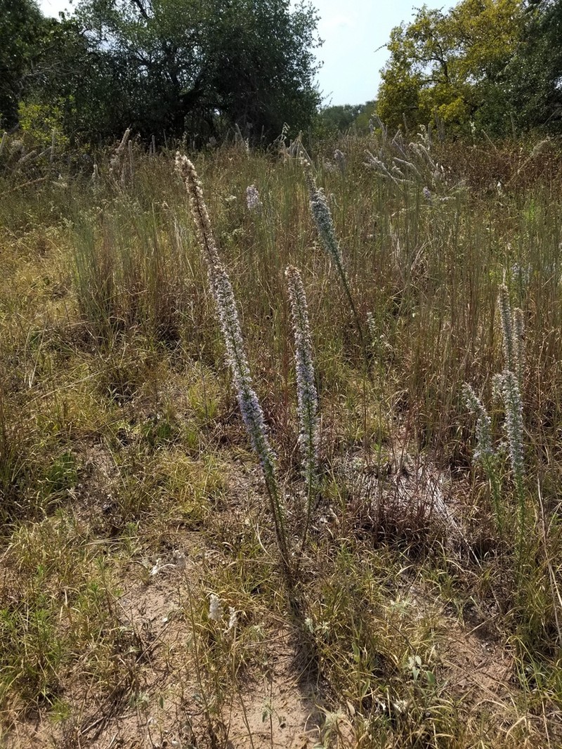 Liatris carrizana photo 7