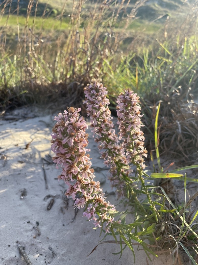 Liatris carrizana photo 8