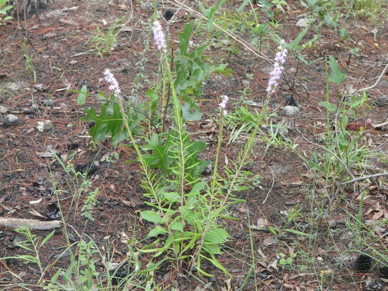 Chapman's Blazing Star photo 4