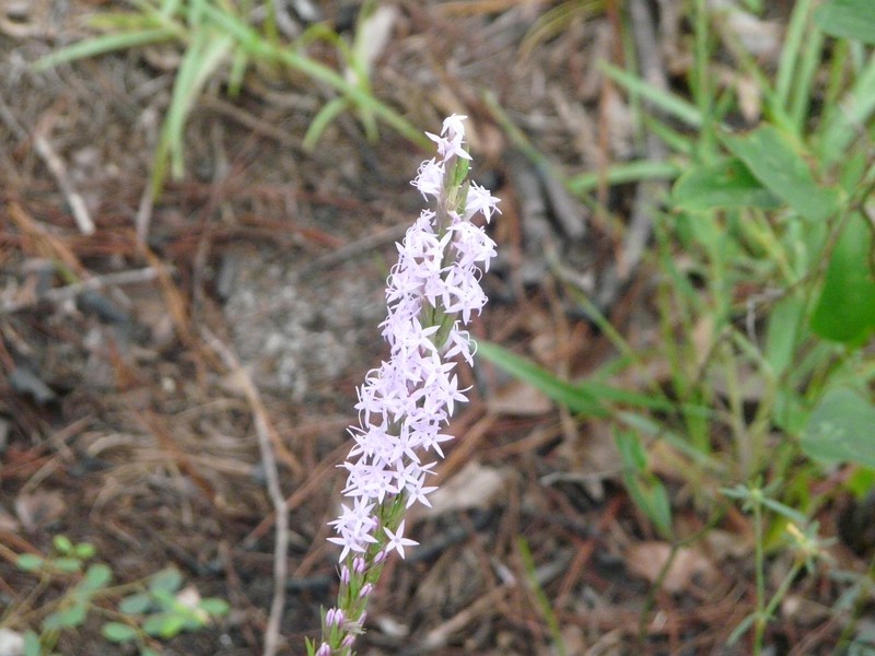 Chapman's Blazing Star photo 5