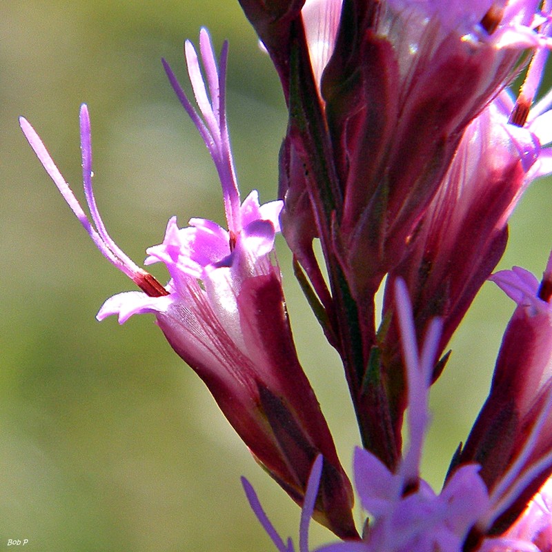 Chapman's Blazing Star photo 6