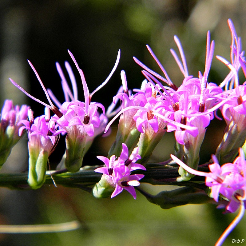 Chapman's Blazing Star photo 2